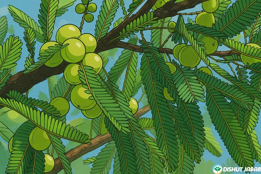 Poster post Malaka: Si Asam Multifungsi dari Hutan Tropis Jawa Barat