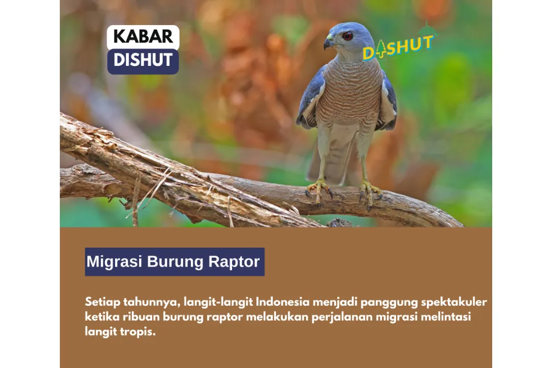Poster post MIGRASI BURUNG RAPTOR
