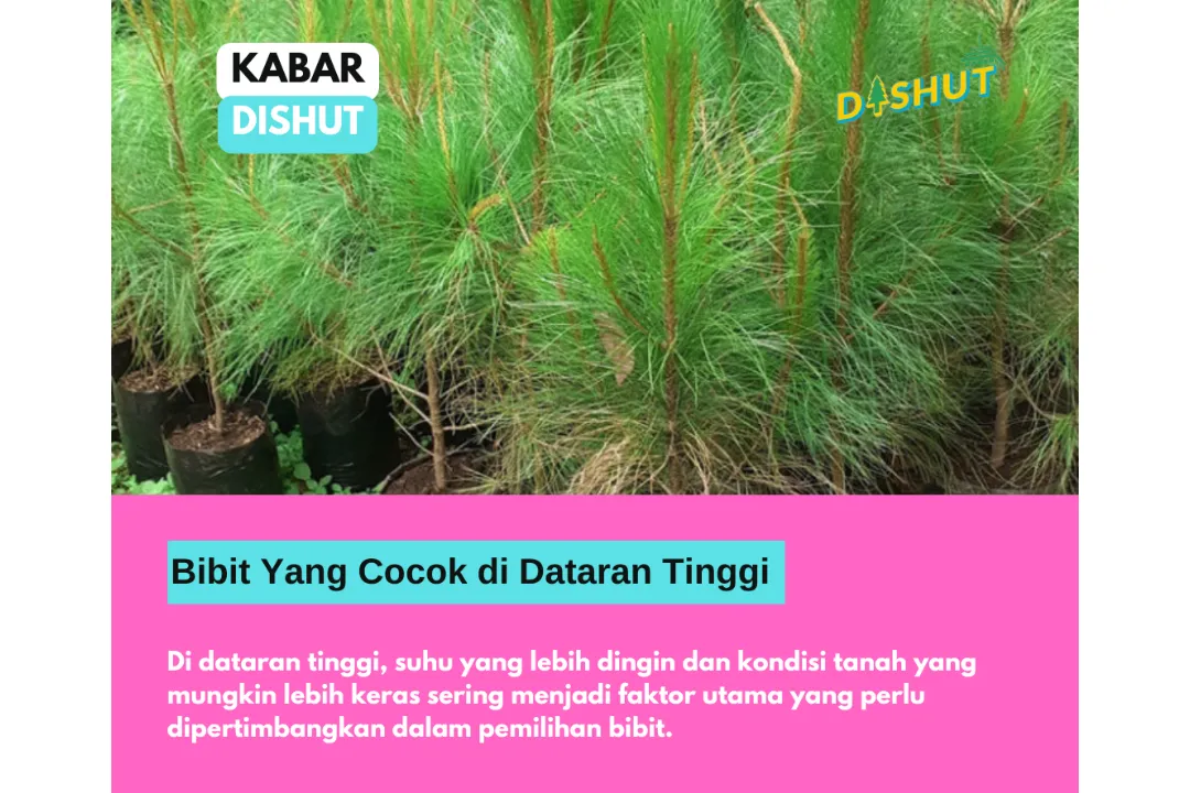 Poster post  BIBIT YANG COCOK DI DATARAN TINGGI